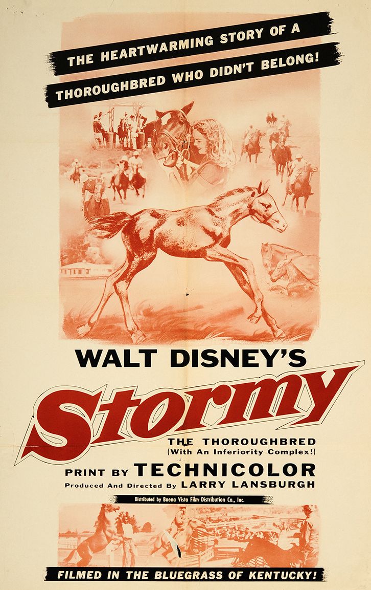 Stormy, the Thoroughbred